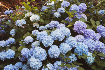 Sticker - Beautiful pastel blue hydrangea flowers in full bloom in the garden.