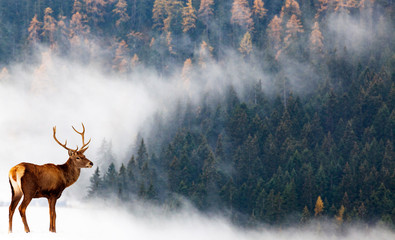 noble deer and foggy forest wildlife background