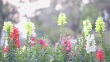 Dragon Tail Flowers Are Colorful, Beautiful, With Various Colors And Blurred Backgrounds.
