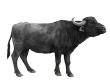 Carpathian Buffalo Isolated On A White