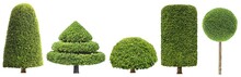 Collection Set Of Different Shape Of Topiary Tree Isolated On White Background For Formal Japanese And English Style Artistic Design Garden With Clipping Path
