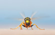 European giant hornet in summer time