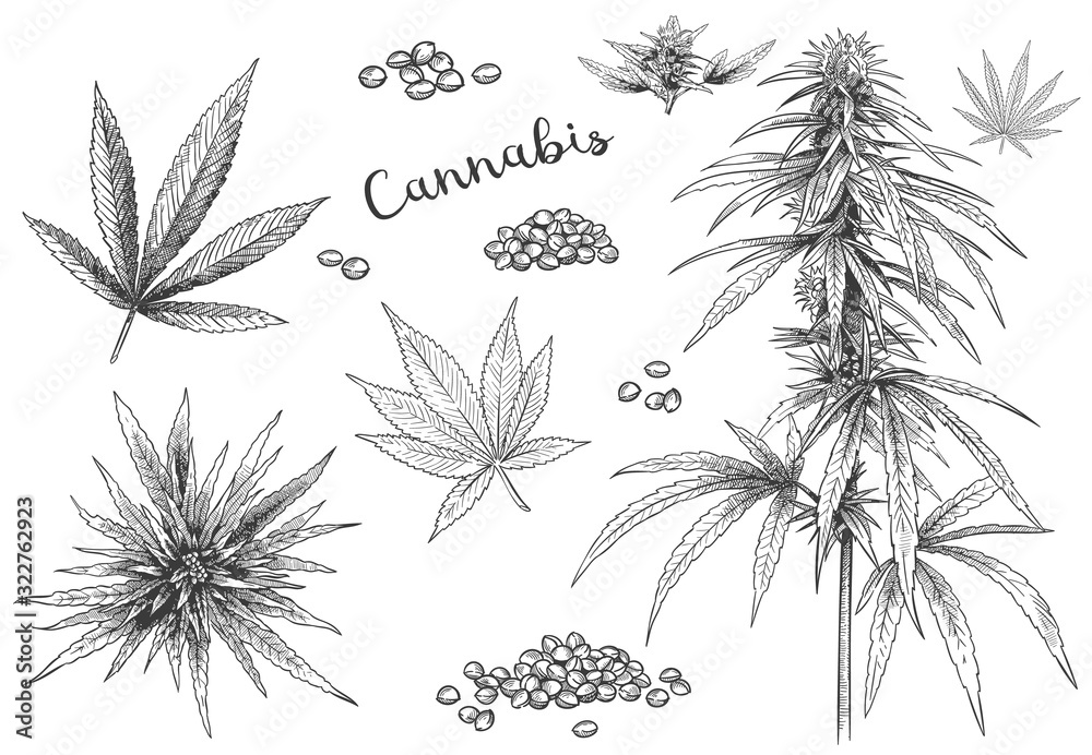 Cannabis hand drawn. Hemp seeds, leaf sketch and cannabis plant vector illustration set. Collection of elegant monochrome botanical drawings of marijuana foliage and flower buds in vintage style. - obrazy, fototapety, plakaty 