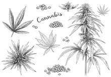 Cannabis Hand Drawn. Hemp Seeds, Leaf Sketch And Cannabis Plant Vector Illustration Set. Collection Of Elegant Monochrome Botanical Drawings Of Marijuana Foliage And Flower Buds In Vintage Style.
