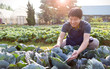 © paulaphoto - Portrait of happy owner asian man working and gardening cabbage farm, nursery worker planting in organic farm, startup small business owner, asian farmer nature banner concept