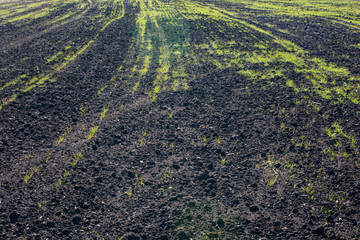 Wall Mural - Shoots of winter wheat crops. Rare crops are the result of long-term drought.