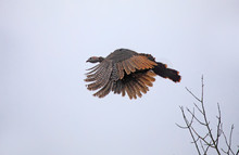 Eastern Wild Turkey Meleagris Gallopavo Flying In Ottawa, Canada