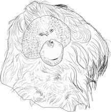 Orangutan Sketch Isolated On White