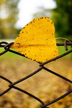 Closeup Shot Of A Yellow Leaf Hanging On A Wire Fence In A Cloudy Day