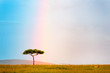 African savanna plains with a rainbow and acacia tree, Masai Mara National Reserve, Kenya