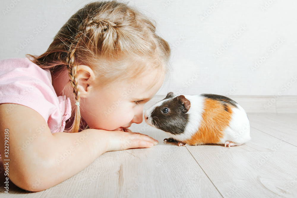 girl holding a guinea pig in her arms, on a black background. a lot of joy and fun - obrazy, fototapety, plakaty 