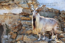 Siberian Mountain Goat