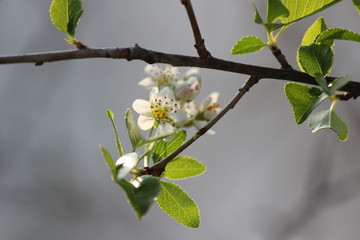 Fiore bianco