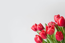 A Bunch Of Red Tulips On A Light Background With Copy Space. Banner With Spring Flowers In The Lower Left Corner.