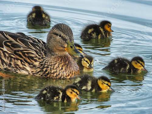 Cuadros en Lienzo Female mallard duck (Anas platyrhynchos) swimming with young ducklings