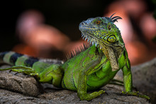 Green Iguana - Lizard