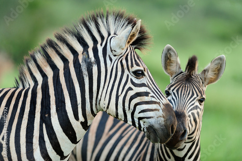 Dekoracja na wymiar  zebra-na-pustyni-zrebie-zebry
