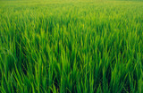 Fototapeta  - Scenic view of the rice fields, Tamil Nadu, India. Green field of paddy crops.
