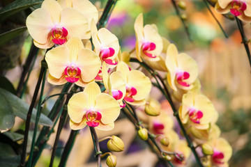 Beautiful Phalaenopsis Orchid flower blooming in garden floral background