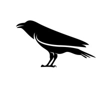 Raven Bird Logo Vector Template, Black Silhouette Of A Crow On An Isolated Background