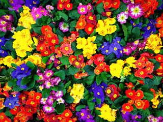 Top view of blooming multi-colored flowers as a floral background or full frame texture.