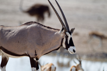 Oryx, gemsbok antelope in the wilderness of Africa