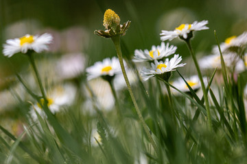 Poster - 
Spring time