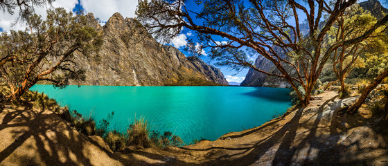 Quenoal trees in the Llanganuco lake, in the white range near Huascaran mountain, in Yungay, Huaraz, Ancash, Peru.