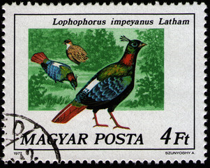 Wall Mural - HUNGARY - CIRCA 1977: postal stamp 4 Hungarian forints printed by Hungary, shows bird Himalayan Monal (Lophophorus impejanus), circa 1977