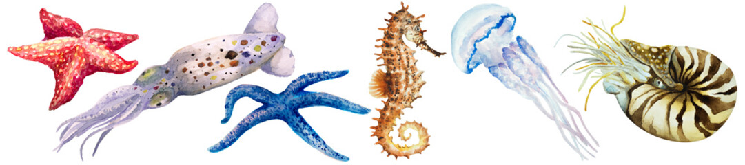 Set of squid, colorful starfish, jellyfish, nautilus mollusk (Nautilus pompillius) and seahorse on a white background, hand drawn watercolor.