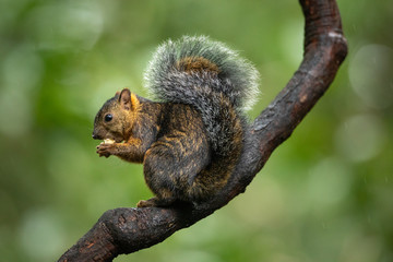 Wall Mural - beautiful and cute little squirrel sitting on a branch and eating piece of banana on a green backgro