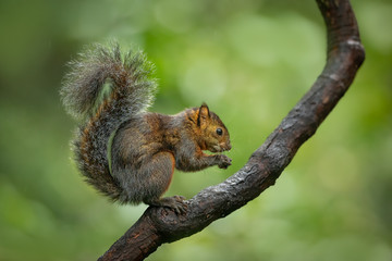 Wall Mural - beautiful and cute little squirrel sitting on a branch and eating piece of banana on a green backgro
