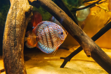 Canvas Print - beautiful fish discus Symphysodon aequifasciata axelrodi swim under water