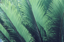 Foliage Leaves Of Cycad Tree In Blue Green Tone Color Natural Pattern Background