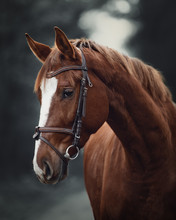 Portrait Of Young Red Trakehner Mare Horse With Bridle In Dark Forest