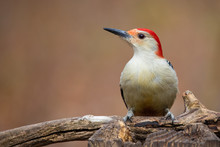 Red Bellied Woodpecker Melanerpes Carolinus Profile