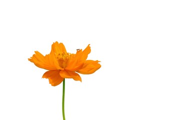 A single orange cosmos flower blossom in botanical garden with white isolated background and copy space