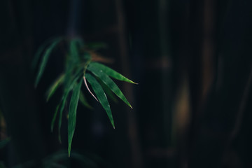 Wall Mural - Close-up bamboo and bamboo leaves, refreshing and relaxing.