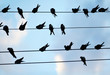 Many Swallows Sitting on Wires on a Blue Sky Background
