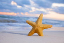 Red Starfish On  Sand Beach