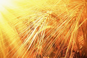  Image of gold wheat field in sunlight. Close up nature photo. Harvest, agriculture, agronomy, industry concept.