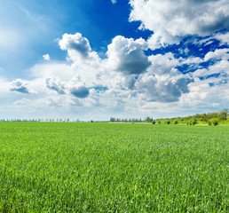 Sticker - agriculture green field and clouds in blue sky