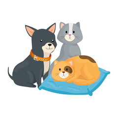 Canvas Print - cute cats and dog with cushion isolated icon