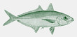 Bigeye scad selar crumenophthalmus, a marine fish in side view