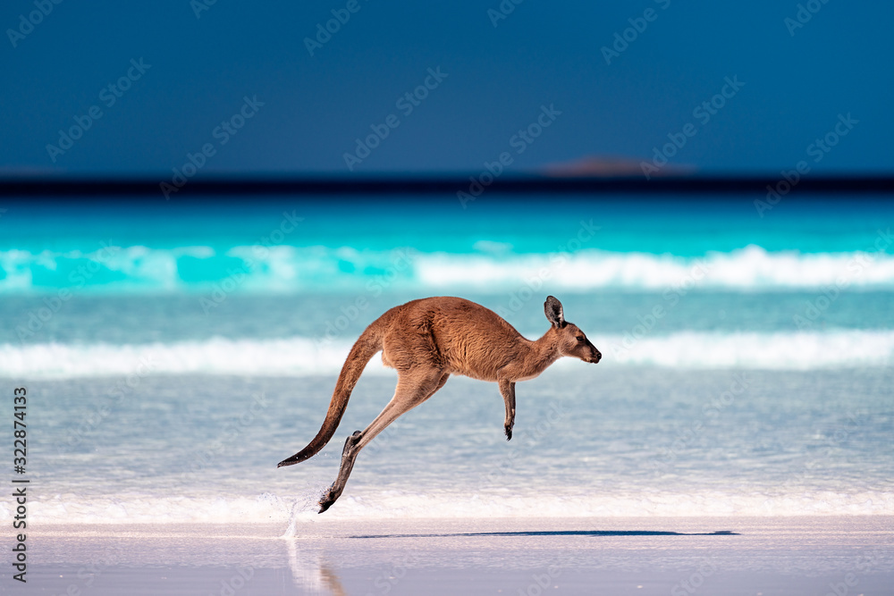 Kangaroo hopping / jumping mid air on sand near the surf on the beach at Lucky Bay, Cape Le Grand National Park, Esperance, Western Australia - obrazy, fototapety, plakaty 