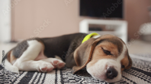 Fotomural Hound beagle dog peacefully sleeping on a comfort grey blanket on the floor