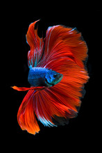 Portrait Of A Red And Blue Betta Fish