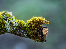 Moss And Lichen On An Old Branch