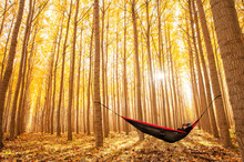Man Relaxing In A Hammock Alone In The Woods, Surrounded By Trees With Bright Autumn Colors.