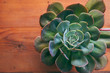 Top view of symmetrical echeverias succulent plant rosette in timber flat lay with space for text